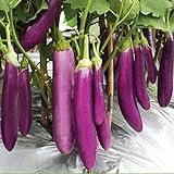 Foto Aamish 40 piezas de semillas de hortalizas de berenjena largas púrpuras japonesas, mejor precio 14,99 €, éxito de ventas 2024