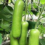 Foto 30 teile/tasche Zucchini Samen Nicht-GVO Nahrung grünen Home Wachstum Gemüsesamen Bauernhof Zucchini-Samen, bester Preis 0,19 €, Bestseller 2024