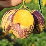 Foto TOYHEART 50 Piezas De Semillas De Frutas De Primera Calidad, Semillas De Pepino, Semillas De Hortalizas Rústicas Aromáticas Medicinales Nutritivas Para La Granja Amarillo, mejor precio 6,02 €, éxito de ventas 2025