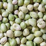 Photo David's Garden Seeds Southern Pea (Cowpea) Zipper Cream 4112 (Cream) 100 Non-GMO, Open Pollinated Seeds, best price $4.45, bestseller 2024