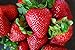 Organic Rustic Strawberry Seeds - 105 Count new 2024