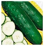 Foto Semillas de pepino mercado medio largo más 76 - verduras - cucumis sativus - aprox. 200 semillas - las mejores semillas de plantas - flores - frutas raras - pepinos medianos largos -, mejor precio 10,71 €, éxito de ventas 2025