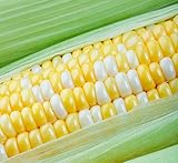 Photo Peaches and Cream Sweet Corn Seeds 100 Seeds, best price $8.98, bestseller 2024