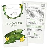 Foto Snackgurken Samen: 5 Gurken Samen für die Snack Gurken Sorte La Diva – Samen Gemüse für Gurken Pflanzen – Gurken Saatgut – Gemüse Samen OwnGrown, bester Preis 2,95 €, Bestseller 2024