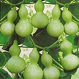 Foto Semillas de calabaza de botella gigante 5+ Lagenaria Siceraria, Dipper Gourd, Aka Calabash Seeds Vegetables Vine for Bonsai Garden Outdoor Yard Planting, mejor precio 7,88 €, éxito de ventas 2025