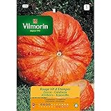 Foto Semillas de Calabaza ROUGE VIF D'ETAMPES - Sobre hermético 7 gr., mejor precio 2,50 €, éxito de ventas 2025