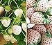 2000+ White Strawberry Seeds for Planting new 2024