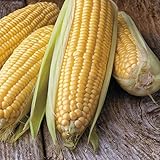 Photo Honey Select Yellow Sweet Corn Seeds, 50+ Heirloom Seeds Per Packet, (Isla's Garden Seeds), Non GMO Seeds, 90% Germination Rates, Botanical Name: Zea Mays, best price $6.75 ($0.14 / Count), bestseller 2024