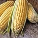 Honey Select Yellow Sweet Corn Seeds, 50+ Heirloom Seeds Per Packet, (Isla's Garden Seeds), Non GMO Seeds, 90% Germination Rates, Botanical Name: Zea Mays new 2024