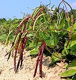 Photo David's Garden Seeds Southern Pea (Cowpea) Pinkeye Purplehull FBA 1023 (Purple) 100 Non-GMO, Heirloom Seeds, best price $6.45, bestseller 2024