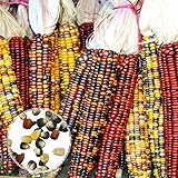 Foto Benoon Gem Corn Seeds, 1 Beutel Corn Ear Non-GMO Buntes Glas Gem Corn Seeds Für Botaniker Mischfarbe Maissamen, bester Preis 4,46 €, Bestseller 2024