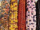 Photo Mountain Indian Corn Seeds for Planting Outdoors, 100+ Rainbow Corn Seeds ( Mixed Painted Mountain Indian Corn ), Rainbow Corn Seeds, Ornamental Corn, best price $10.96 ($0.11 / Count), bestseller 2024