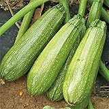 Photo Grey Zucchini Squash Seeds | Mexican Gray Calabacita Summer Courgette Kousa / 20 Seeds by OrginBud, best price $10.20, bestseller 2025