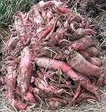 Photo Red Mangel Mammoth Beet Seeds for Fodder or Survival Giant Up to 15 LB! 311C (1500 Seeds, or 1 oz), best price $9.79, bestseller 2024