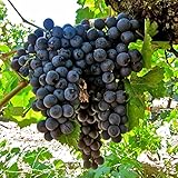 Photo 50+ Fresh Delicious Black Grape Round Variety Seeds, best price $7.99 ($0.16 / Count), bestseller 2024