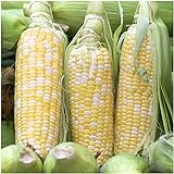 Photo Seed Needs, Peaches & Cream Sweet Corn (Zea mays) Bulk Package of 230 Seeds Non-GMO, best price $8.99 ($0.04 / Count), bestseller 2024