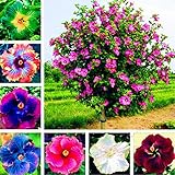 Foto Semillas de planta semillas de flores semillas 300pcs/bolsa Hibiscus semillas hermosa forma gigante mezclando color semillas de flores rústicas para balcón - semillas de Hibiscus #, mejor precio 2,89 €, éxito de ventas 2025