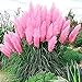 Giant Pink Pampas Grass Seeds - 500 Seeds - Ships from Iowa, Made in USA - Ornamental Landscape Grass or Privacy Plant new 2024