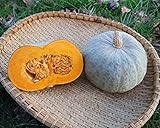 Foto Azul Kuri calabaza | Azul Hokkaido | Squash Kabocha japoneses | 15 Semillas, mejor precio 6,23 €, éxito de ventas 2024