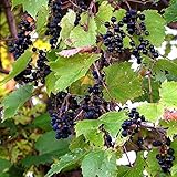 Photo Wild Grape Vine Seeds (Vitis riparia) 10+ Michigan Wild Grape Seeds in FROZEN SEED CAPSULES for The Gardener & Rare Seeds Collector, Plant Seeds Now or Save Seeds for Years, best price $14.95, bestseller 2024