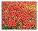 Red Flanders Poppies - 50,000 Flanders Poppy Seeds - Marde Ross & Company new 2024