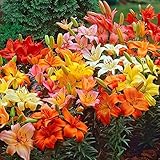 Photo Asiatic Lilies Mix (10 Pack of Bulbs) - Freshly Dug Perennial Lily Flower Bulbs, best price $21.67 ($2.17 / Count), bestseller 2024