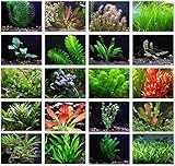 Photo Texas Aquarium Plant Bundle - 20 Species Live Aquarium Plants Package, best price $64.88 ($3.24 / Count), bestseller 2024