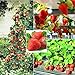 250+ Red Climbing Strawberry Seeds Everbearing Fruit Plant Home Garden Sweet and Delicious new 2024