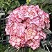 Oce180anYLVUK Hortensiensamen, 1 Beutel Hortensiensamen Seltene Kleine Kugelförmige Blumensamen Riesige Schneebälle Für Den Garten Rosa Hortensie neu 2024