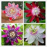 Photo 50pcs Passion Flower Seeds Garden Rare Passiflora Incarnata Potted Plants Seeds, best price $9.00 ($0.18 / Count), bestseller 2024