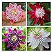 50pcs Passion Flower Seeds Garden Rare Passiflora Incarnata Potted Plants Seeds new 2024