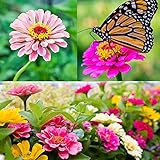 Photo Zinnia Seeds for Planting Outdoors, Over 480 Seeds Giving You The Zinnia Flowers You Need, Zinnia Elegans, 4.2 Grams, Non-GMO, best price $4.97, bestseller 2025