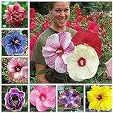 Photo 100+ Pcs Mixed Hibiscus Seeds Giant Flowers Perennial Flower - Ships from Iowa, USA, best price $7.98 ($0.08 / Count), bestseller 2024