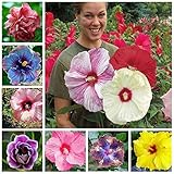 Photo 100+ Pcs Mixed Hibiscus Seeds Giant Flowers Perennial Flower - Ships from Iowa, USA, best price $7.98 ($0.08 / Count), bestseller 2024