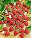 CEMEHA SEEDS - Alpine Strawberry Baron Solemakher Everbearing Berries Indoor Non GMO Fruits for Planting new 2024