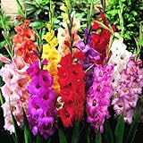 Photo Mixed Gladiolus Flower Bulbs - 50 Bulbs Assorted Colors, best price $24.99, bestseller 2024