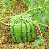 Foto 50 stücke seltene quadratische wassermelonsamen, köstliche obst hausgarten pflanze dekor zum pflanzengarten garten im freien 1. Einheitsgröße, bester Preis 0,01 €, Bestseller 2024