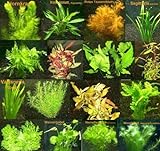 Foto 9 Bunde mit über 60 Aquarium-Pflanzen + Dünger - farbiges Sortiment für 60-100 Liter Aquarien, Wasserpflanzen für alle Aquarienbereiche, bester Preis 31,95 €, Bestseller 2024