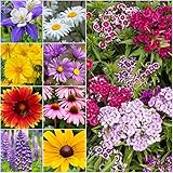 Photo Seed Needs, Butterfly Attracting All Perennial Wildflower Mixture, 30,000 Seeds Bulk Package (99% Pure Live Seed), best price $11.99 ($0.00 / Count), bestseller 2025