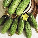 Photo Seeds Cucumber Parisian Gherkin Pickling Heirloom Vegetable for Planting Non GMO, best price $6.99, bestseller 2024