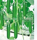 Foto 100pcs Holanda las mini semillas de pepino ,, Mini pepinos, sabor fresco, semillas de hortalizas,, mejor precio 14,49 €, éxito de ventas 2025