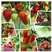 Red Strawberry Climbing Strawberry Fruit Plant Seeds Home Garden New 300 pcs new 2024