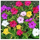 Photo 80 Mixed Four O'Clock Seeds - Tender Perennial That Reseeds Easily, best price $9.99 ($0.12 / Count), bestseller 2024