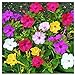 80 Mixed Four O'Clock Seeds - Tender Perennial That Reseeds Easily new 2024