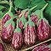 David's Garden Seeds Eggplant Shooting Stars 1315 (Purple) 50 Non-GMO, Heirloom Seeds new 2024