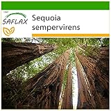 Foto SAFLAX - Secuoya roja - 50 semillas - Con sustrato estéril para cultivo - Sequoia sempervirens, mejor precio 4,45 €, éxito de ventas 2025