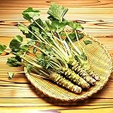 Foto 200pcs / lot Semillas wasabi, vegetal de semillas de rábano picante japonés para plantar fácil crecer Bonsai Plantas del jardín de DIY Plantas, mejor precio 4,99 €, éxito de ventas 2025