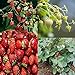 David's Garden Seeds Collection Set Fruit Strawberry 7449 (Red) 4 Varieties 200 Non-GMO Seeds new 2024