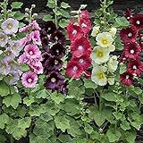 Photo UtopiaSeeds Hollyhock Seeds Single Mixed Colors, best price $12.99 ($129.90 / Ounce), bestseller 2024