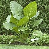 Photo Elephant Ears (colocasia) 3 Bulb- bold tropical effect to and landscape., best price $8.25, bestseller 2025